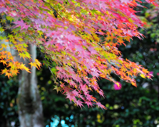 細細品味秋日楓紅的美～日本京都天龍寺