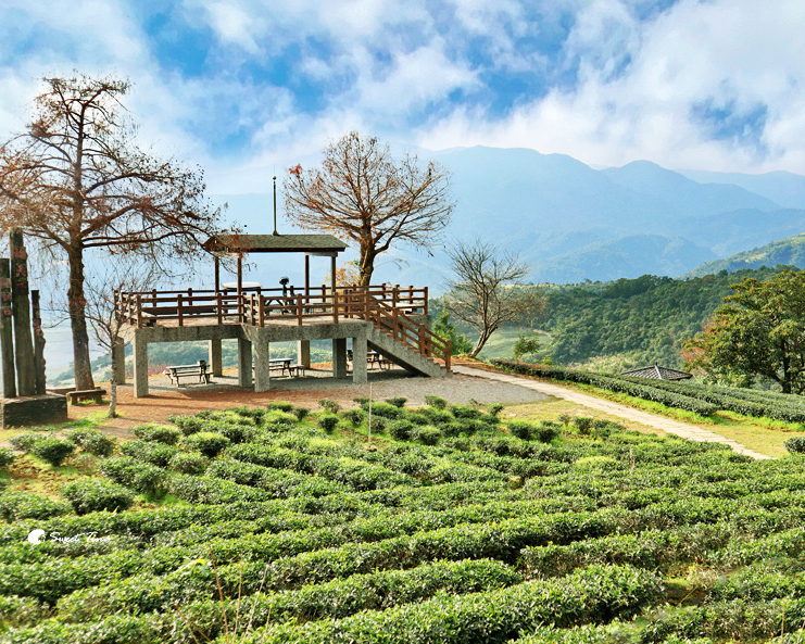 徜徉茶園、賞用餐點，眺望蘭陽平原美景～宜蘭玉蘭茶園 