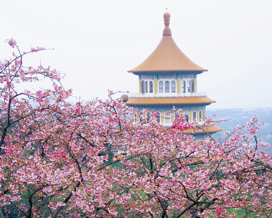 春色滿園關不住，三色櫻粉粉嫩嫩正是賞花時～淡水無極天元宮