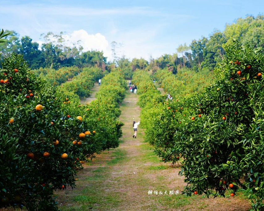 入寶山焉能空手而回，滿山坡橘子吃到飽～新竹桔滿緣寶山農場