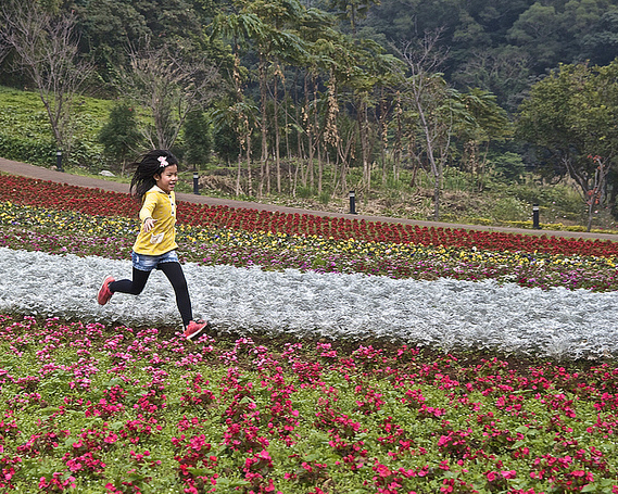 踏青賞花好趣處～大溪花海農場