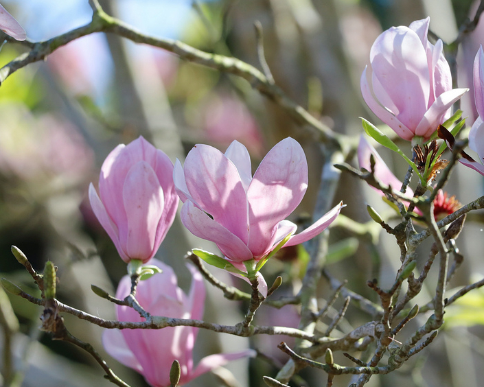 老樹吐芬芳，木蘭、木筆、辛夷傻傻分不清～三峽行修宮