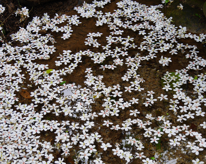 桐花潺潺流水聲，百年茄苳樹佇守山林～桃園十一指古道