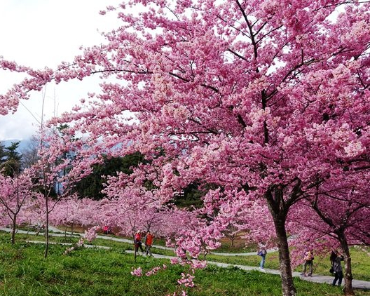 櫻花大爆炸，粉粉嫩嫩無料開放中～台中千櫻園生態景觀園區