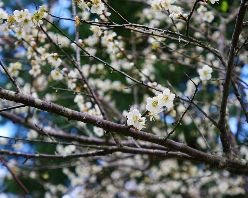 梅花、櫻花、楓葉，三大巨星齊聚一堂～桃園角板山行館