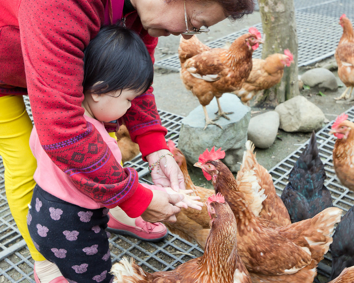 體驗餵雞、撿彩色雞蛋、還有滿滿雞與蛋的知識～彰化桂園自然生態農場