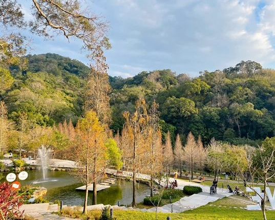 落羽松×大草皮，野餐放風好去處～新竹小森之歌