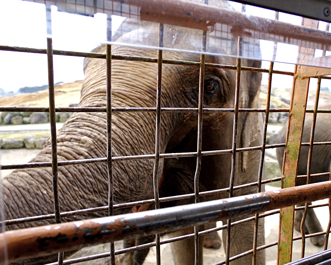 猛獸區近距離餵食，可愛動物區抱抱好療癒～日本九州自然動物園