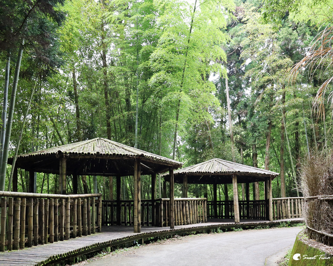 山嵐×竹林，一圓心中武俠夢～雲林五元兩角＋杉林步道＋雲嶺之丘