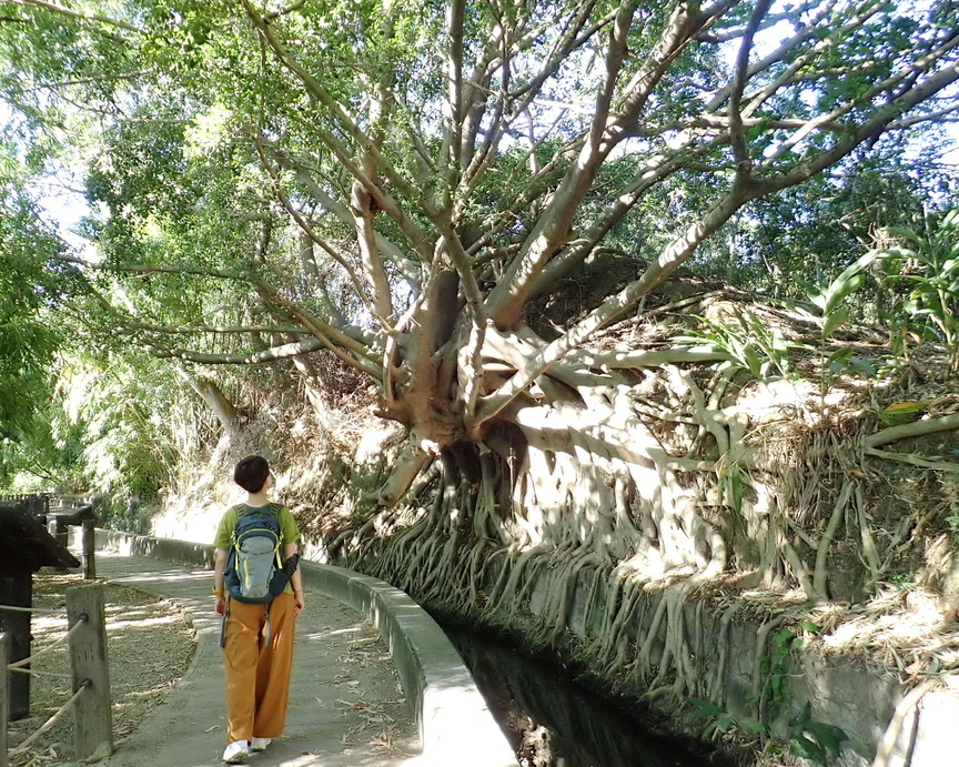 水圳彎彎、綠蔭蓊蓊，登學田山偶遇秋日芒草～台中知高圳步道