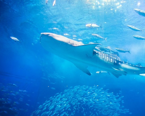 黑潮之海，霸氣震撼海底世界～沖繩美ら海水族館
