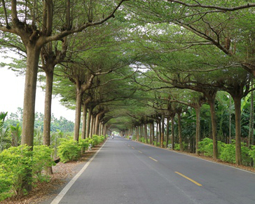 南台灣最美的綠色隧道～屏東泗林健走步道