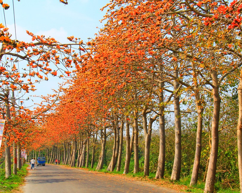 春日正好，漫步燦爛紅色隧道～彰化埤頭鄉木棉道(東螺溪木棉花道)