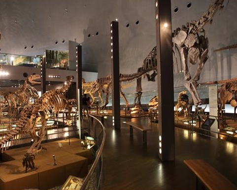 世界三大恐龍博物館，從戶外玩到室內～日本福井縣立恐龍博物館