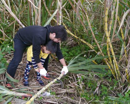 採甘蔗、榨甘蔗汁，體驗製糖樂趣多～南投竹山興達100%台灣茶&純手工蔗糖