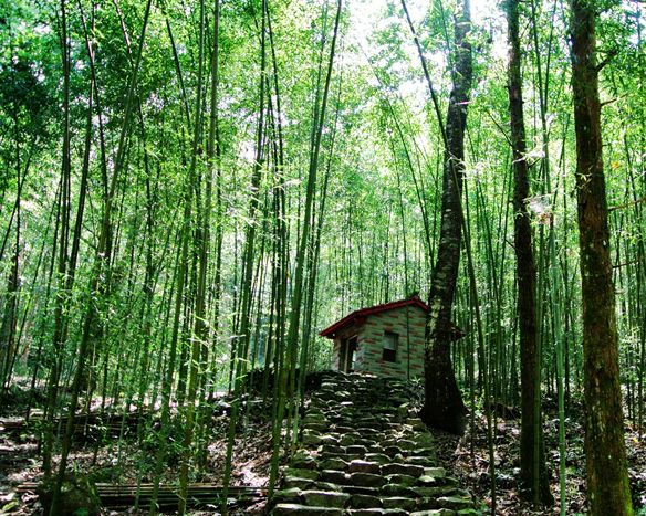 健走聽泉森呼吸～台中八仙山國家森林遊樂區