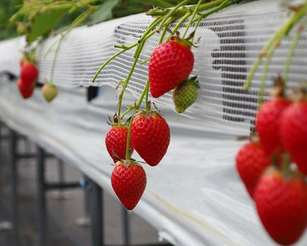 溫室草莓吃到飽，限時30分鐘，開始！長崎溫泉いちご 園