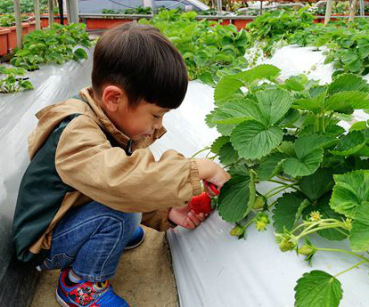環境舒適好停車，下雨天也能開心採草莓～台北碧山草莓園