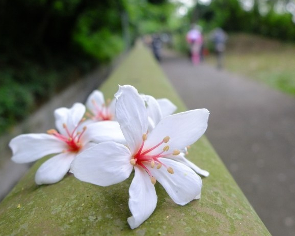 平緩好走景色清幽，賞桐看高鐵飛馳而過～台中水流東桐花步道