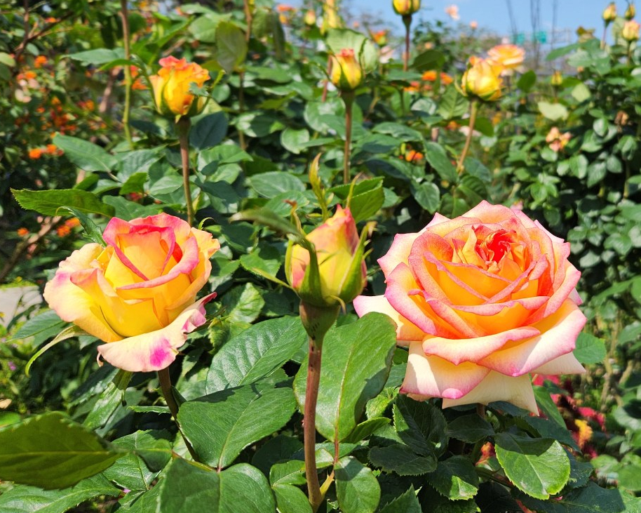 【臺北玫瑰展@花博公園新生園區】 2023/03/01~2023/03/31