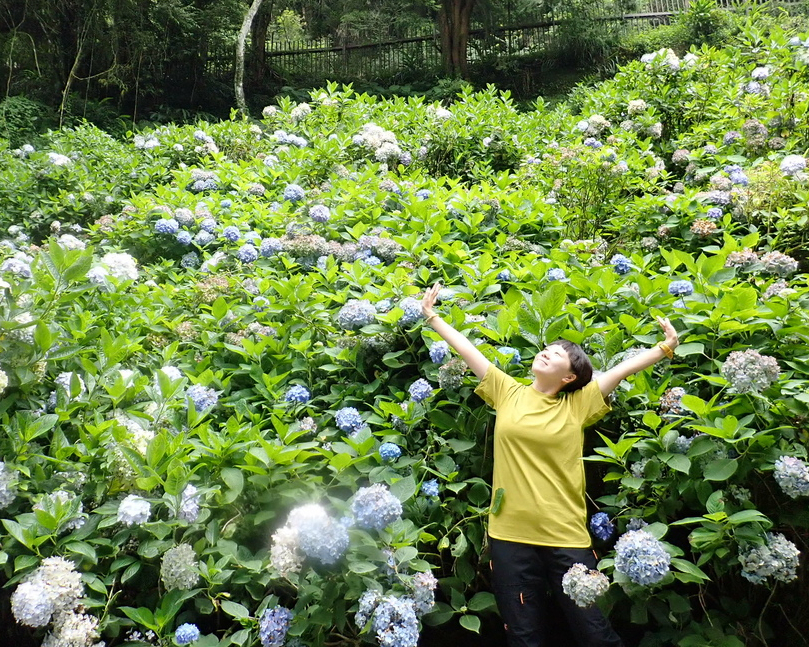 漫步迷霧森林，繡球花都開好了～南投杉林溪越嶺古道＋穿林棧道