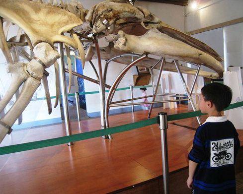來去看鯨魚化石！鹽田生態文化村─台江鯨豚館