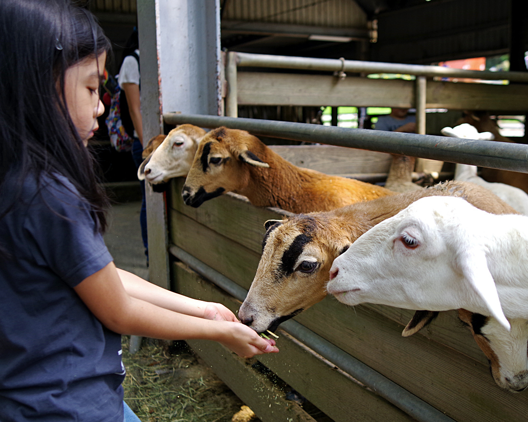 騎馬、擠牛奶體驗，親近小動物好去處～苗栗飛牛牧場