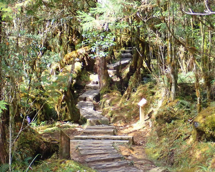 鴕鳥？手指？溼情畫意中驚喜無限～宜蘭翠峰湖環山步道