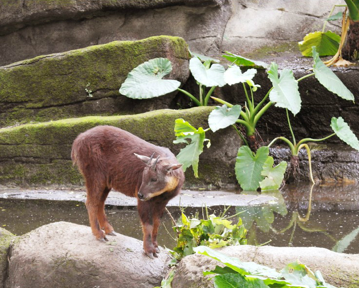 孩子們最愛的動物天堂～臺北市立動物園
