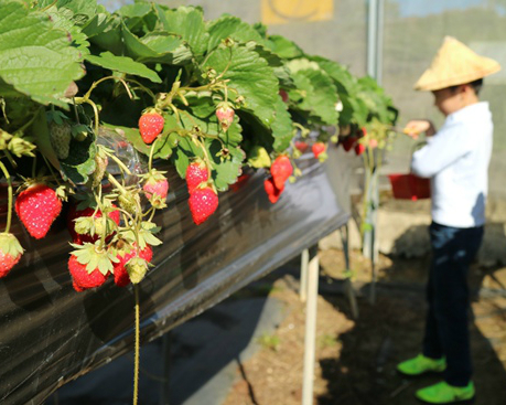 草莓季又到啦，攜家帶眷採草莓去～苗栗莓有良心