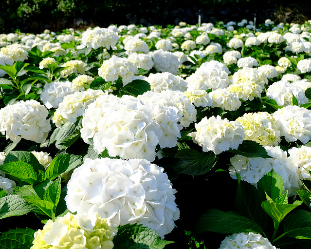 純白氣質、粉嫩浪漫，五色繡球花開了～台北大賞園
