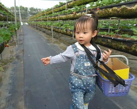 草莓、草莓，又甜又新鮮的現採草莓～台南美裕草莓園