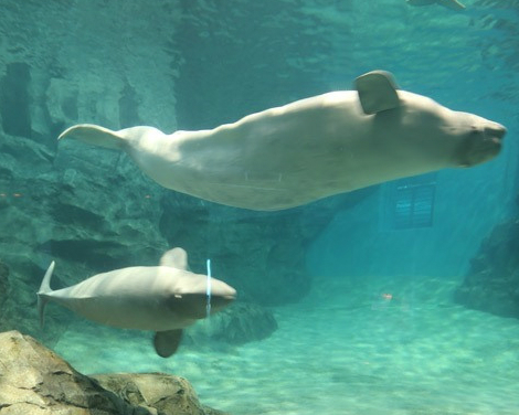 小而豐富的海洋生物館！與孩子探索日本名古屋港水族館