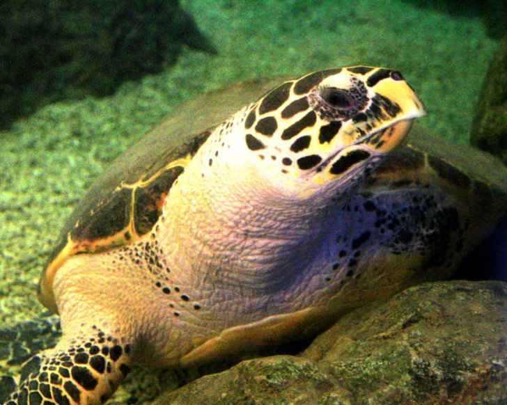 大海龜迎賓，熱情鯊魚給你愛的抱抱～澎湖水族館