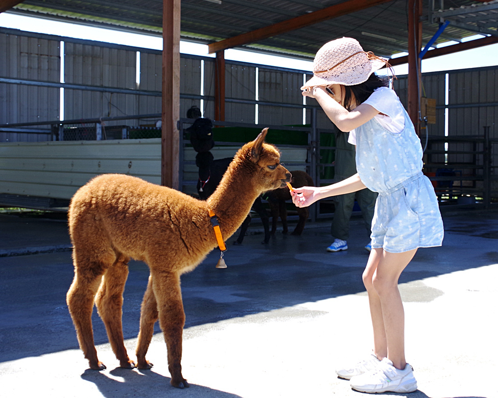 可愛動物大集合，一起啃草去～屏東墾草趣草食系生態園區