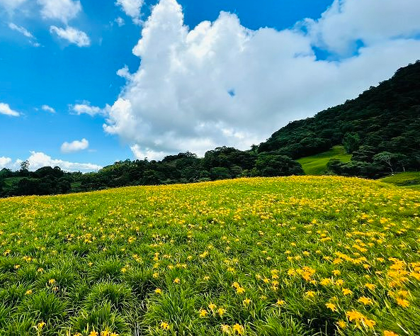 季節限定，好吃又好看的黃澄澄金針花海～花蓮赤科山