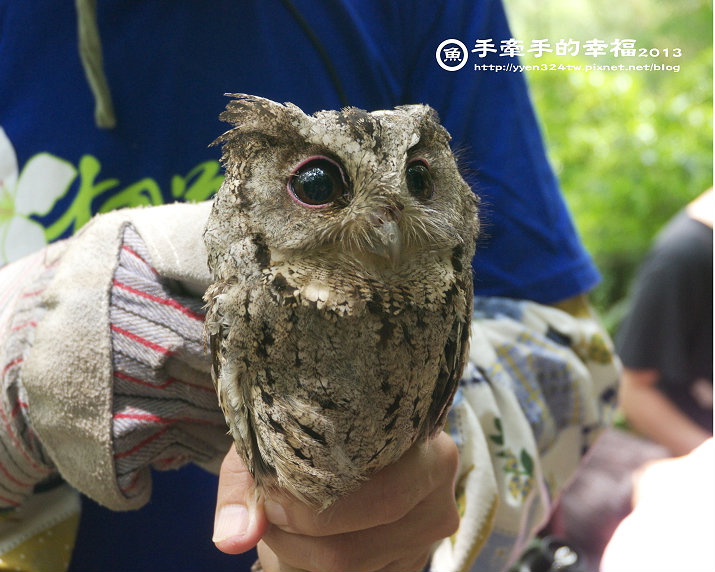 咕咕嚕博士貓頭鷹之家