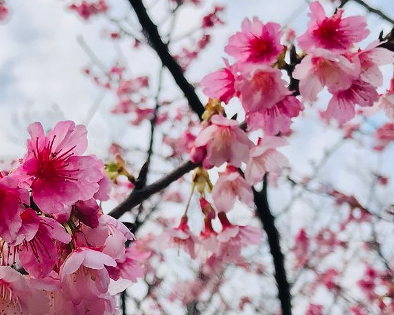 農場午餐逍遙遊，步道漫活賞櫻趣～桃園關公嶺北天宮