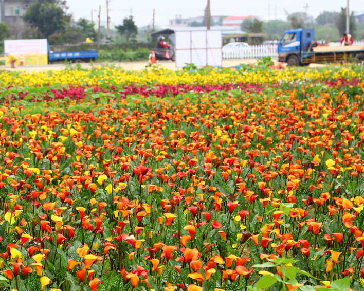 春遊賞花去，彩色海芋盛開～桃園溪海花卉園區(溪海休閒農業園區)