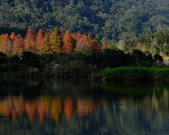國家級保育濕地，天然浮島守護瀕危植物～宜蘭雙連埤環湖步道
