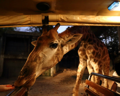 親近動物去，白天夜晚都好玩～泰國清邁Night Safari