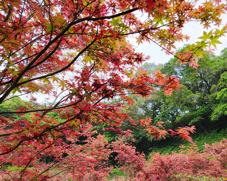 春楓習習，吹落一地色彩斑斕～台北大梯田花卉生態農園