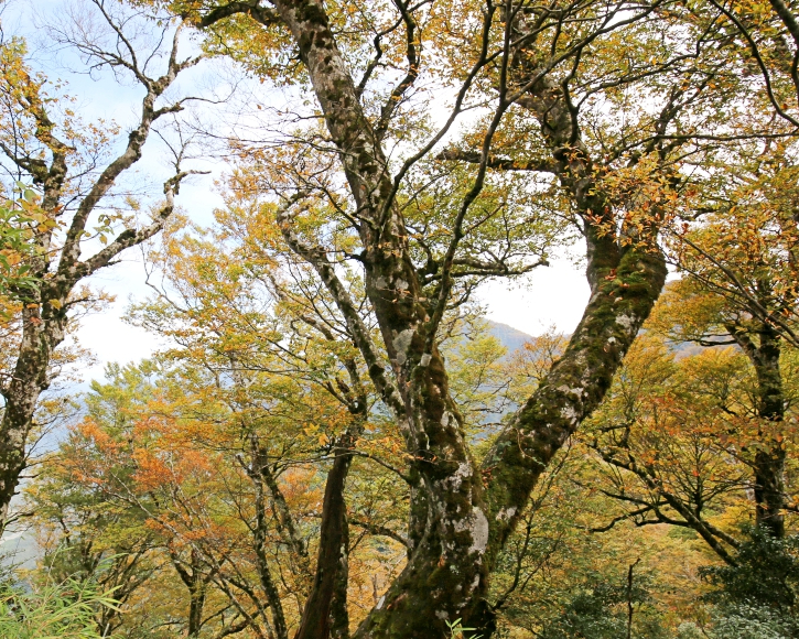 秋季限定美景，金黃祕徑深藏稜線中～宜蘭太平山台灣山毛櫸步道