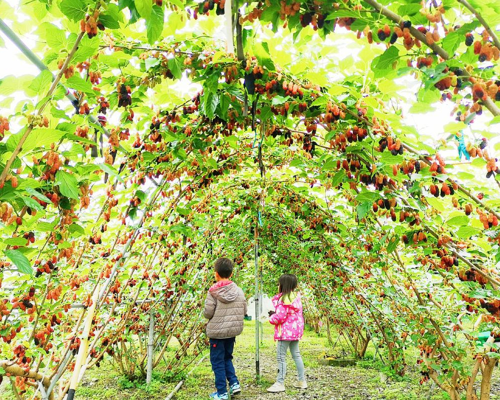 穿梭黑寶石桑葚隧道，結實纍纍、閃閃惹人愛～宜蘭草地果園