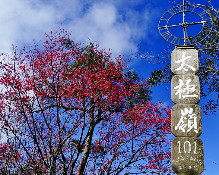 春神到，櫻花盛開～土城太極嶺步道