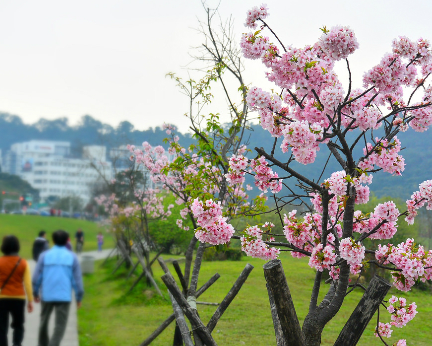 櫻木花道，春日賞櫻去～新店陽光運動公園