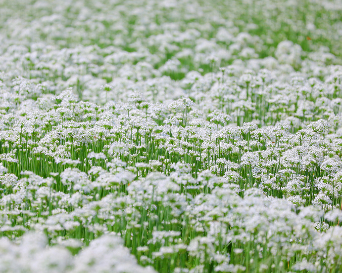 九月雪盛開，走入悠閒田野風光～桃園大溪中新里韭菜花田＋大嵙崁天空之城兒童遊戲場