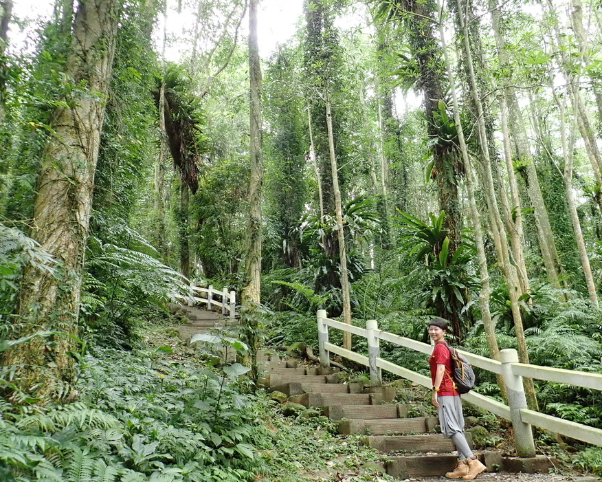 原始林×孟宗竹×茶園，不同林相相同美景～南投鳳凰谷步道