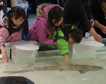 咕溜咕溜的小鯊魚，驚奇的觸摸體驗～日本大阪海遊館