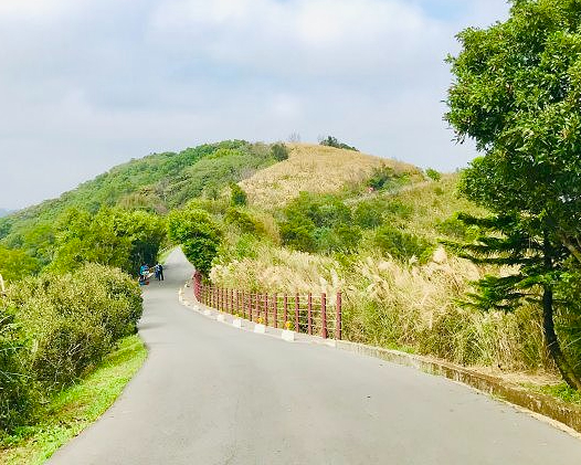 櫻花芒草落羽松，四季美景交替，制高點輕鬆GET～桃園秀才登山步道